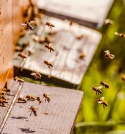 Čebelarsko društvo Osrednja Slovenija