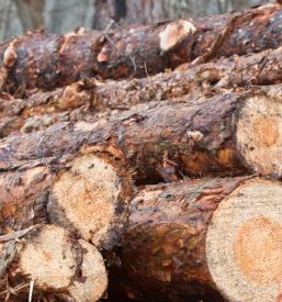 Razrez in odkup hlodovine ekstremnih dimenzij Ljubljana, Slovenija