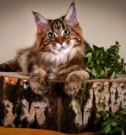 Vzreja mačk Maine Coon