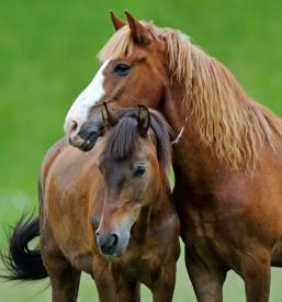 Gold implants for horses Europe
