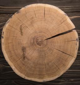 Sekanje dreves na dom Grosuplje