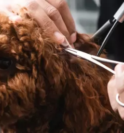 Pasji salon v Topolšici