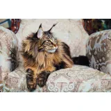 OGHENEMARO'S Maine Coon Cattery