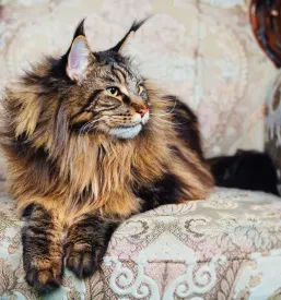 Maine Coon Slovenija
