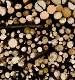 Sečnja, posek in spravilo lesa Posavje