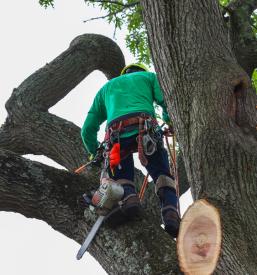 Podiranje dreves Grosuplje