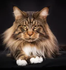 Vzreja mačk Maine Coon cela Slovenija