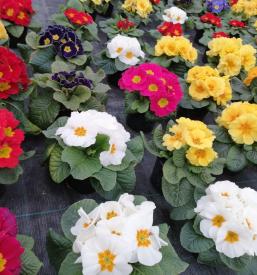 Dobra vrtnarija Maribor