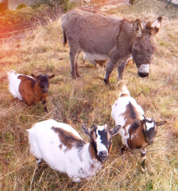 Planinski dom s prenočišči na Govejku, Medvode