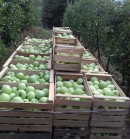 Jabolčno žganje Podravska in Štajerska