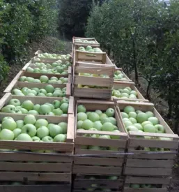 Jabolčno žganje Podravska in Štajerska