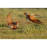 Lovska družina Sv. Jurij