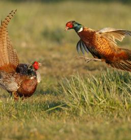 Lovska družina Jurovski dol