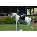 Caballus Carniolus & Amsterdamus d.o.o.