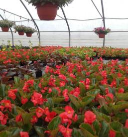 Dobra vrtnarija Maribor, okolica