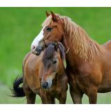 Zavod Nazaj na konja