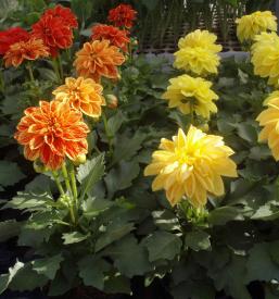 Dobre sadike Maribor