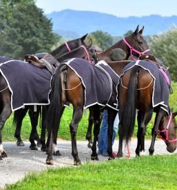 Glamping počitnice Štajerska