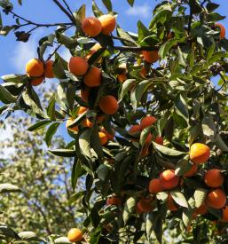 Obrezovanje dreves Krško, Brežice, Posavje