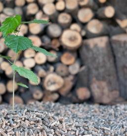 Poceni veleprodaja peletov Slovenija