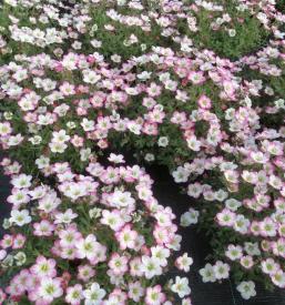 Vrtnarija Maribor, okolica