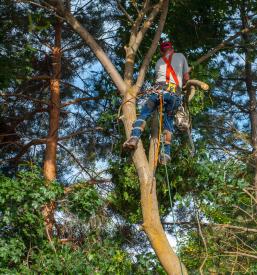 Obžagovanje dreves Krško, Brežice, Posavje