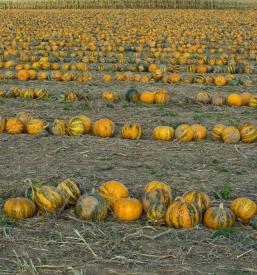 Domače sončnično olje Gornja Radgona