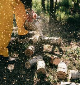 Posek lesa Posavje, Slovenija