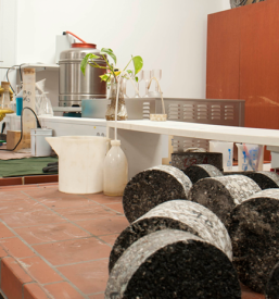 Kamnolom Stranice, Zreče