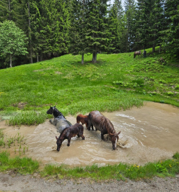 Sezonska paša konj Dajnarska planina