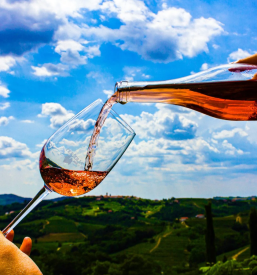 Vrhunska černa vina Goriška Brda