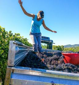 Kvalitetna bela in rdeča vina Goriška Brda