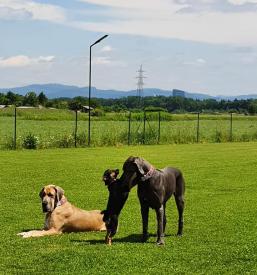 Pasji poligon Osrednja Slovenija