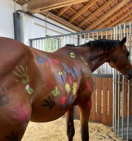 Šola jahanja Novo mesto