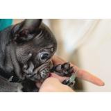 Pasji salon Zvezdana