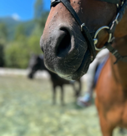 Šola jahanja za otroke Goriška