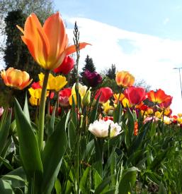 Skrb za in urejanje grobov Pokopališče Teharje