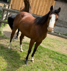 Ugodna šola jahanja Goriška