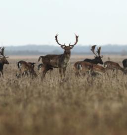 LD Polskava, Štajerska
