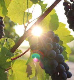 Degustacija domačih vin Dolenjska