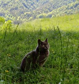 Affordable apartments Kamnik