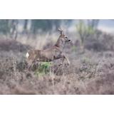 Lovska družina Timav Vreme