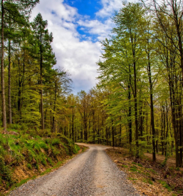 Upravljanje s slovenskimi zasebnimi gozdovi Ljubljana