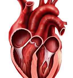 Dober samoplačniški kardiolog Ljubljana