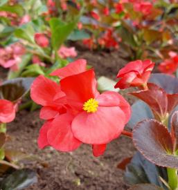 Vzdrževanje grobov Mestno pokopališče Celje