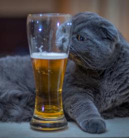 Najboljše slovensko craft pivo