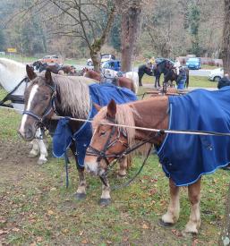 Tradicionalno žegnanje konj na Savinjskem
