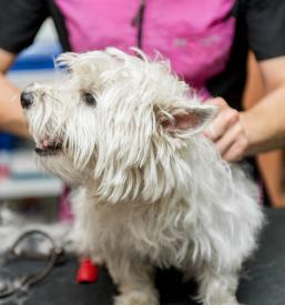 Striženje psov v pasjem salonu Ljubljana Bežigrad