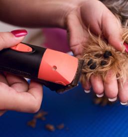 LovePet pasji salon Slovenj Gradec