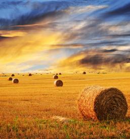 Kmetijska dela Kočevska Reka, Kočevje